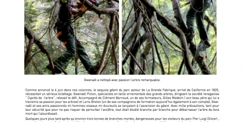 Le sequoia débarrassé de ses bois morts
